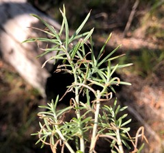 Cassinia laevis
