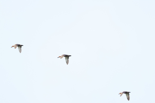 Philippine Duck (Anas luzonica), photo 7