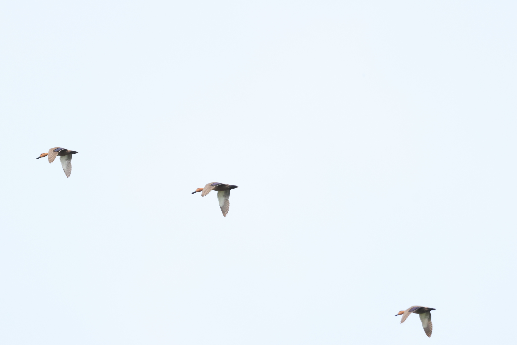Philippine Duck (Anas luzonica), photo 7