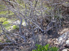 Eucalyptus retusa