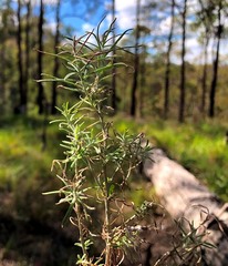 Cassinia laevis