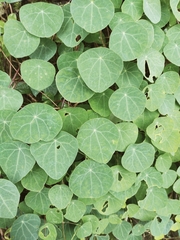 Stephania cephalantha