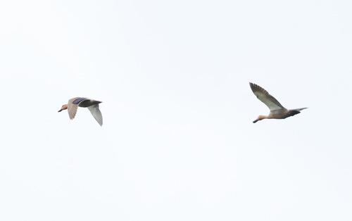 Philippine Duck (Anas luzonica), photo 8