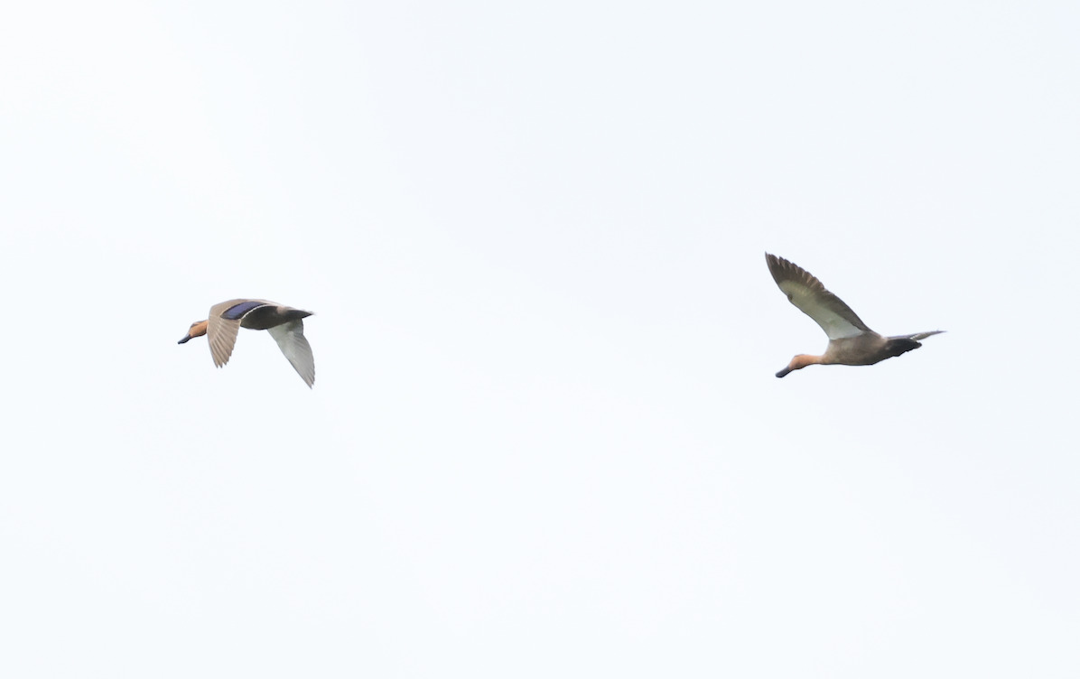 Philippine Duck (Anas luzonica), photo 8