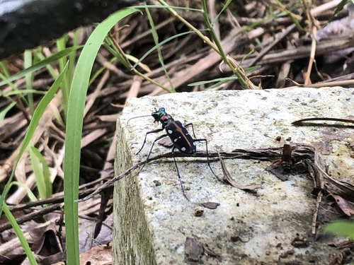 Cosmodela separata