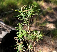 Cassinia laevis