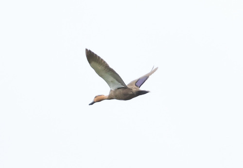 Philippine Duck (Anas luzonica)