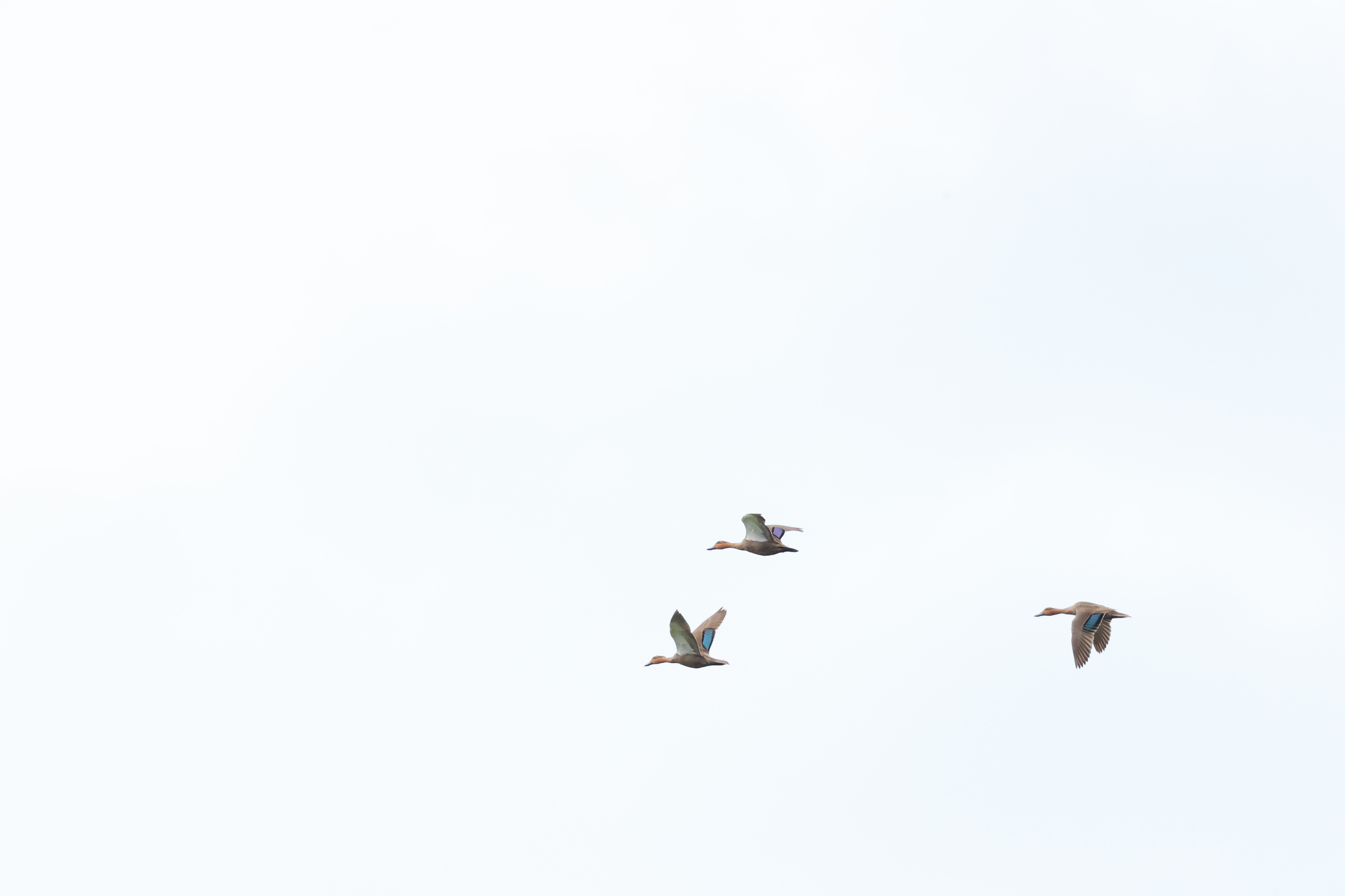 Philippine Duck (Anas luzonica), photo 9