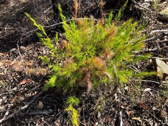 Caustis blakei