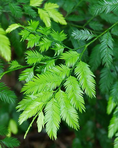 Dacrycarpus imbricatus observed 2026-06-21