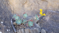 Sedum palmeri