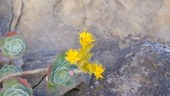 Sedum palmeri