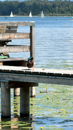 Mallard