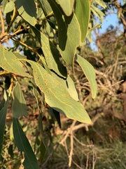 Acacia pycnantha