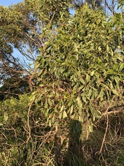 Acacia pycnantha