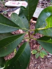 Rauvolfia
