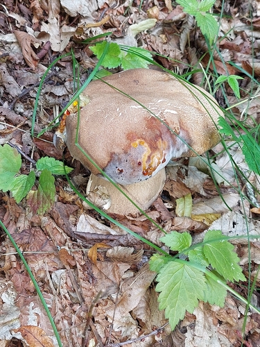 Summer Bolete