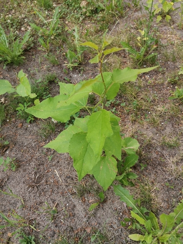 European aspen