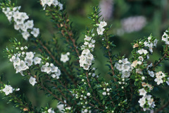Epacris sinclairii