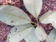 Rauvolfia