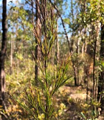 Caustis blakei