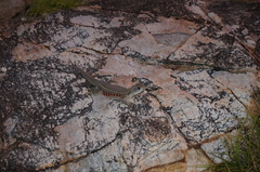 Leiolepis belliana