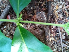 Tricalysia
