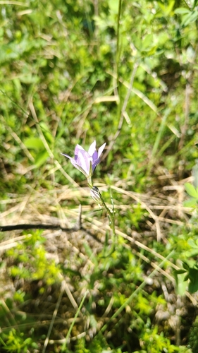 Campanula stevenii, photograph 6