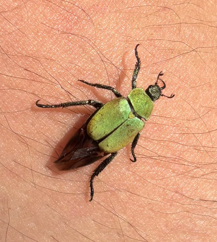 mountain monkey beetle