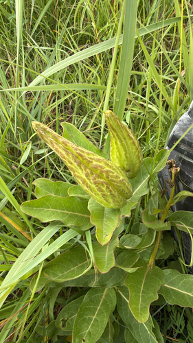 green antelopehorns