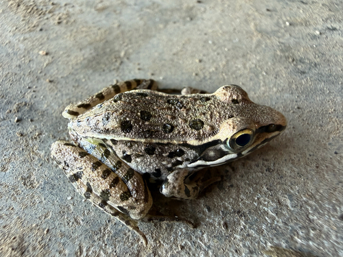 Southern Leopard Frog