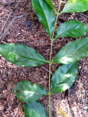 Tricalysia