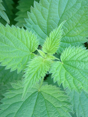 Urtica dioica dioica