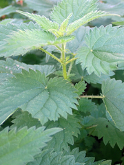 Urtica dioica dioica