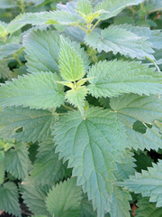 Urtica dioica dioica