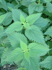 Urtica dioica dioica