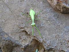 Pseudomantis albofimbriata