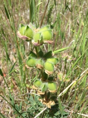 Lupinus microcarpus microcarpus