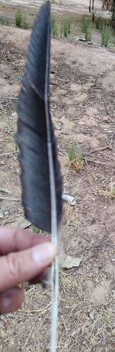 Brown-necked Raven