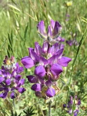 Lupinus microcarpus microcarpus