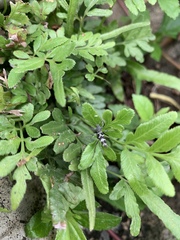 Perissus indistinctus