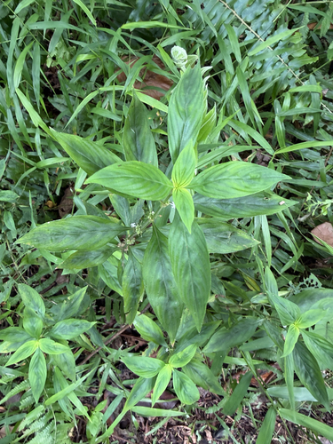 Spermacoce ocymifolia observed 2026-06-18