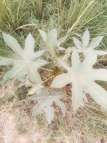 castor bean