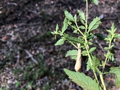 Centratherum riparium