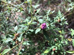 Centratherum riparium