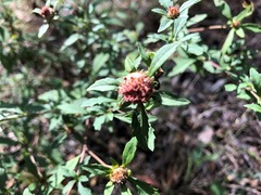 Centratherum riparium