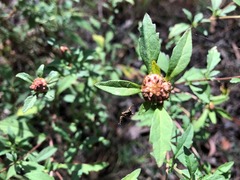 Centratherum riparium