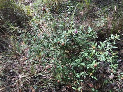 Centratherum riparium