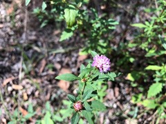 Centratherum riparium