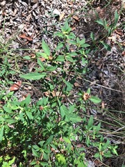 Centratherum riparium